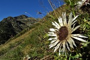 15 Fiore di carlina aperto al sole 